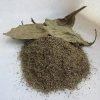 Buy Psychotria viridis (chacruna) leaves are a classic source in ayahuasca brews
