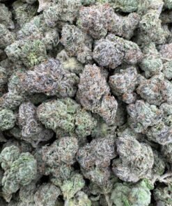 Bolo Runts Medium/Bigs